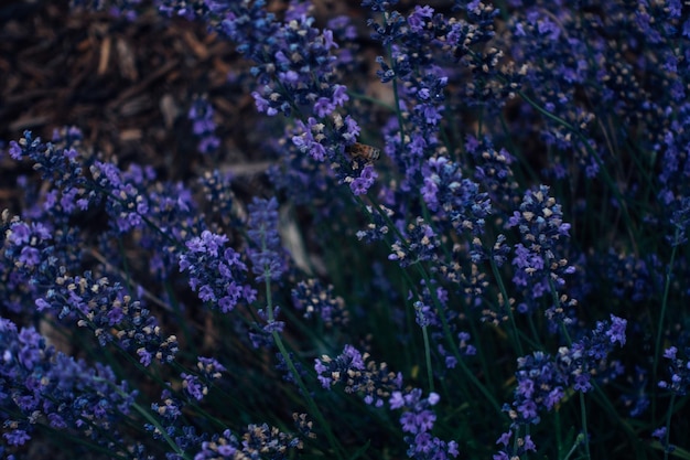 公園で花をかせているラベンダー花の昆虫