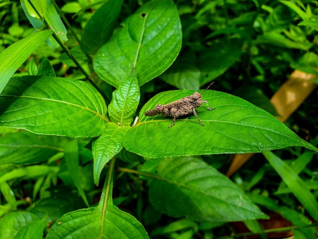 葉の背景に昆虫美しい自然の概念熱帯の葉