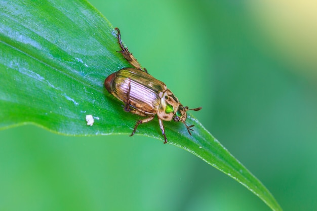 Insect on leaf