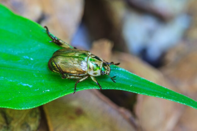 葉の昆虫