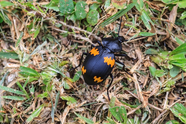 Insect on leaf