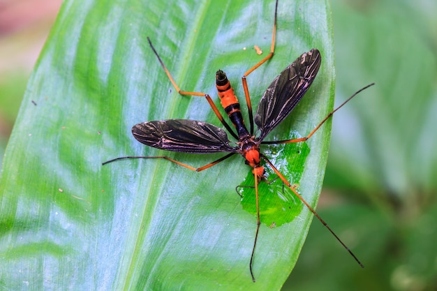 Insect on leaf