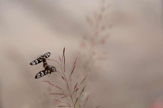 Insect in love with blurred background.