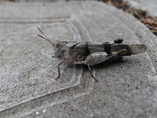 Insect macro grasshopper sits on a stone surface