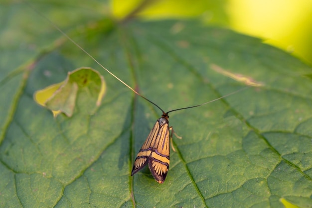 Insect met vleugels op groene bladeren in een zomertuin