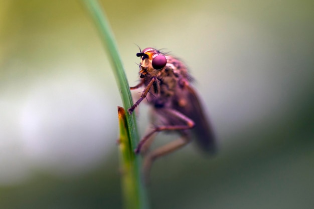 写真 草の上の昆虫