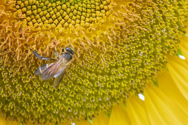 写真 黄色い花の上にある昆虫