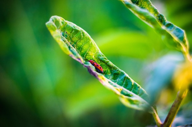 Insect op blad