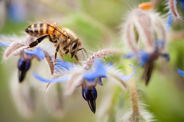 insect op bloem