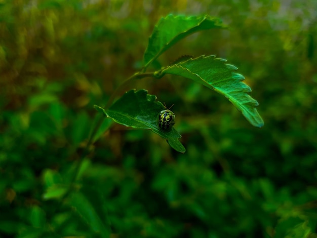 Insect op de bladachtergrond prachtige natuur toning lente natuur ontwerp