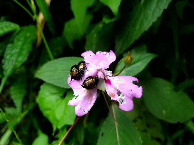 Insect op de bloem Hoge kwaliteit foto achtergrond schoonheid