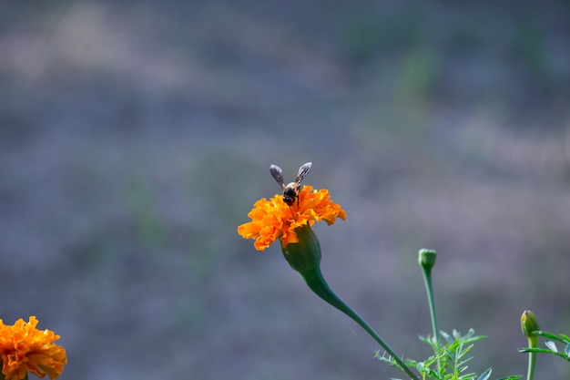 Insect op de Goudsbloembloem