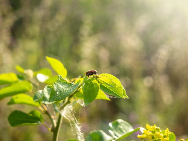 insect op een blad bij zonsopgang