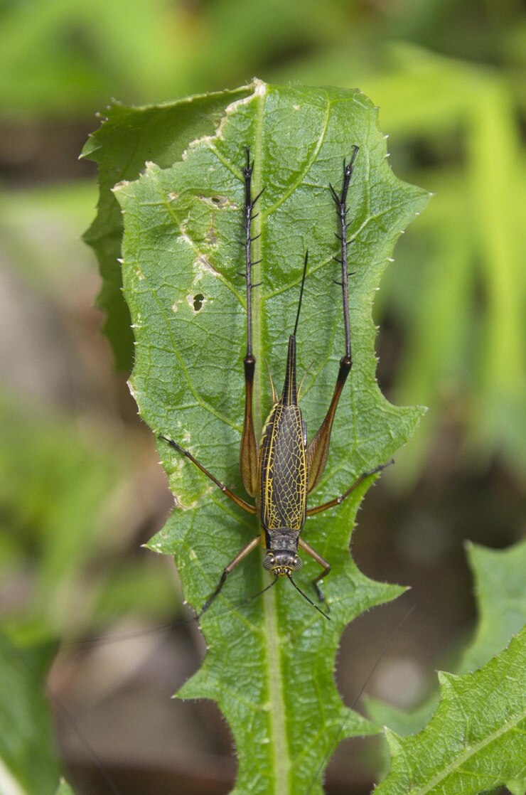 Foto insect op een blad in een tropisch bos