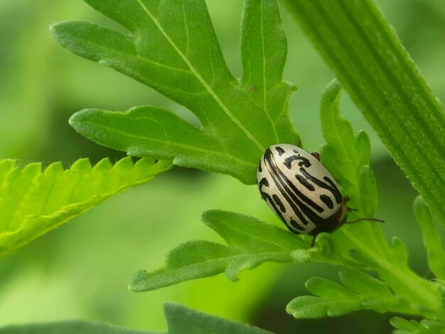 insect op een blad