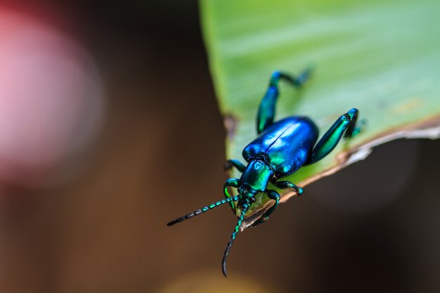 insect op groen blad