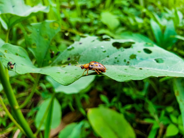 Insect op het grasblad in een rijstveld