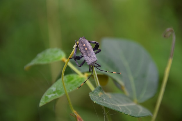 Insect op plant