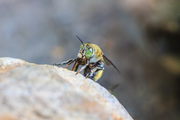 Insect op steen