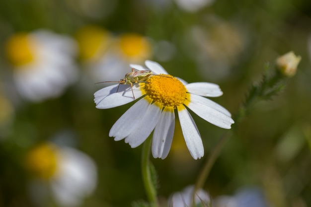 Insect perched on a daisy.