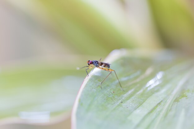 Insect perched on leaves