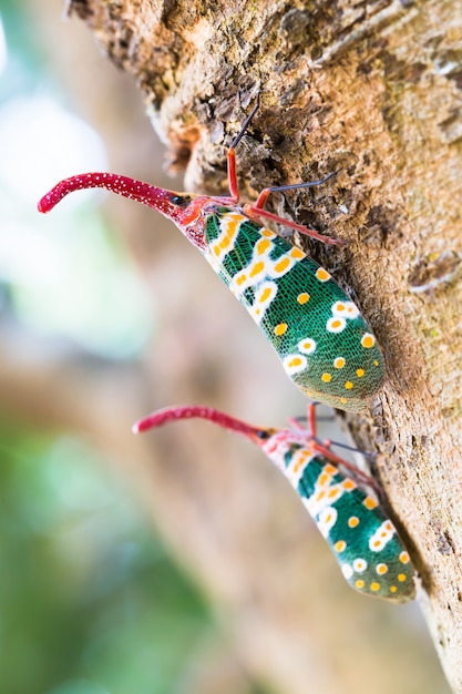 Photo insect perched on a tree trunk