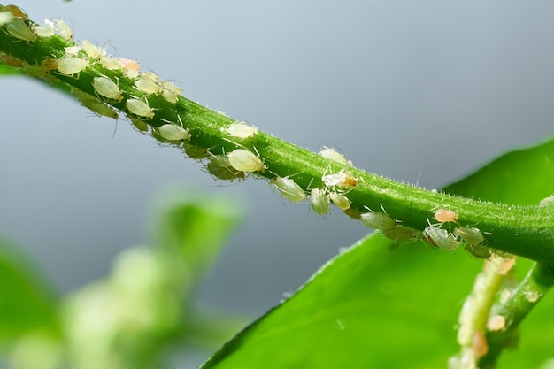 Insect pests aphid on the shoots and fruits of plants spider mite on flowers pepper attacked by