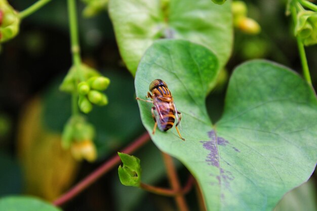 Photo insect photography