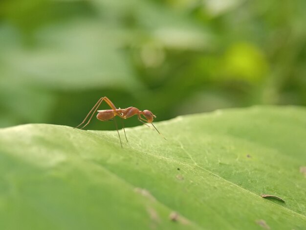 insect photography