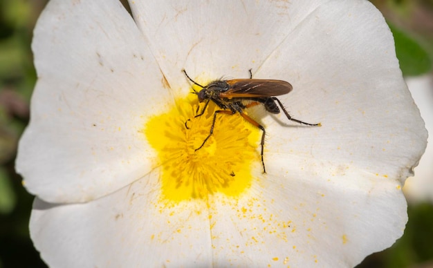 An insect pollinates the white flower of salvia cistus plant salvia cistus or Gallipoli rose family Cistaceae