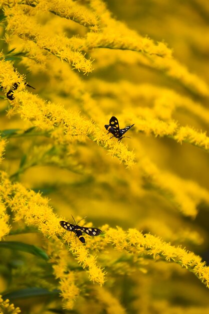 Insect pollinating on yellow flower