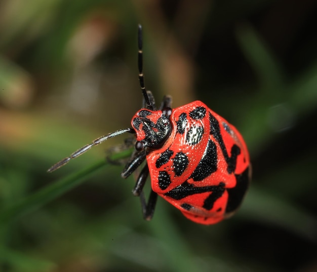 насекомое красный клоп Pyrrhocoris apterus