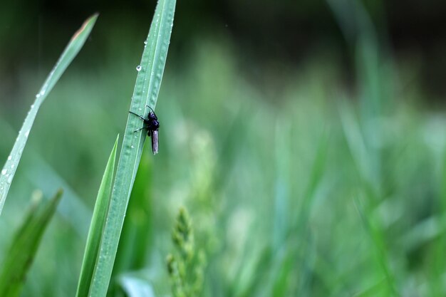 Insect rusten op blad na regen