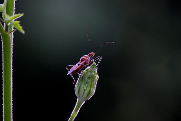 Insect rustend op de stengel op de achtergrond van de natuur