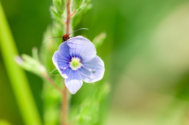 Insect siting at beautiful blue flower