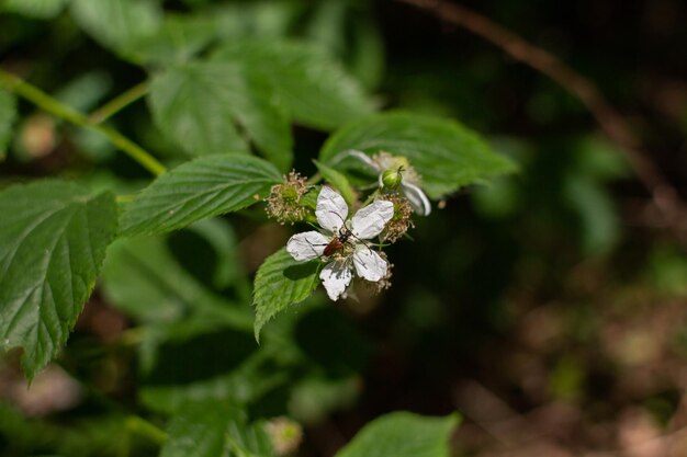 昆虫はラズベリーの花の上に座っています