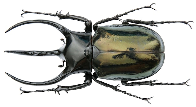 코 ⁇ 소  ⁇ 정벌레의 곤충 표본: Chalcosoma caucasus (Fabricius, 1801)