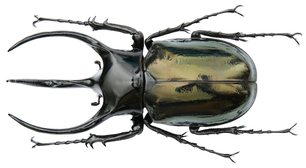 Photo insect specimen of a rhinoceros beetles: chalcosoma caucasus (fabricius, 1801)