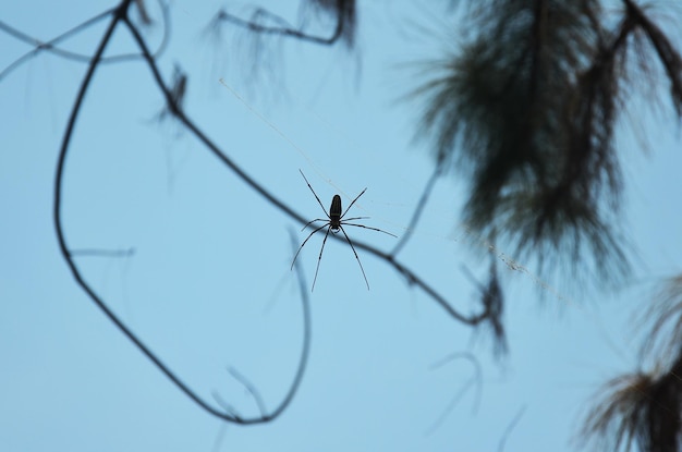 Insect spinnen lopen op spinnenweb wachten vangen slachtoffer en voedsel gevangen in spinnenweb in jungle van chet sao noi waterval en bos nationaal park in saraburi thailand