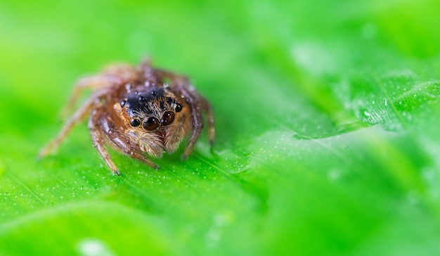 Foto insect springende spin