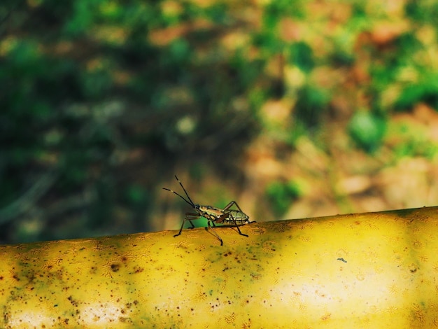 Photo insect on stem