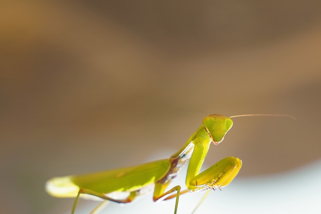 An insect on the street.