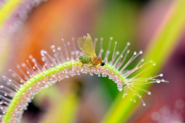 Насекомое, попавшее в ловушку на листьях Drosera capensis