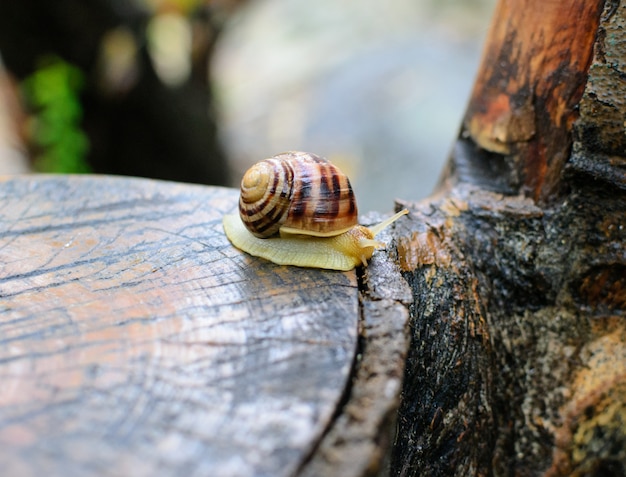 Insect on a tree stump grape snail
