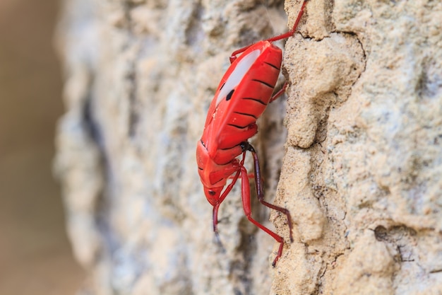 Insect on tree in Sycanus Genus