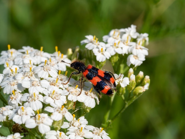 Photo insect trichodes apiarius sitting on a field of white flowers