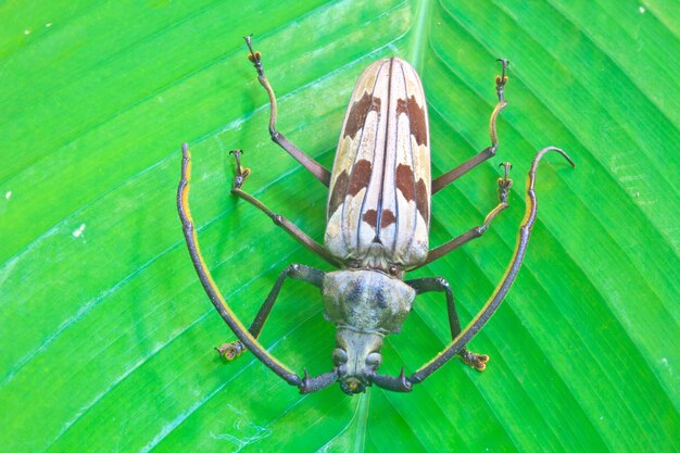 insect uit Thailand