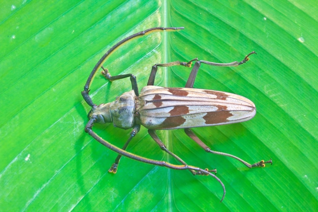 insect uit Thailand