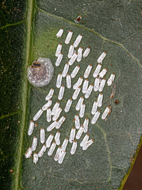 Insect van witte mangoschaal