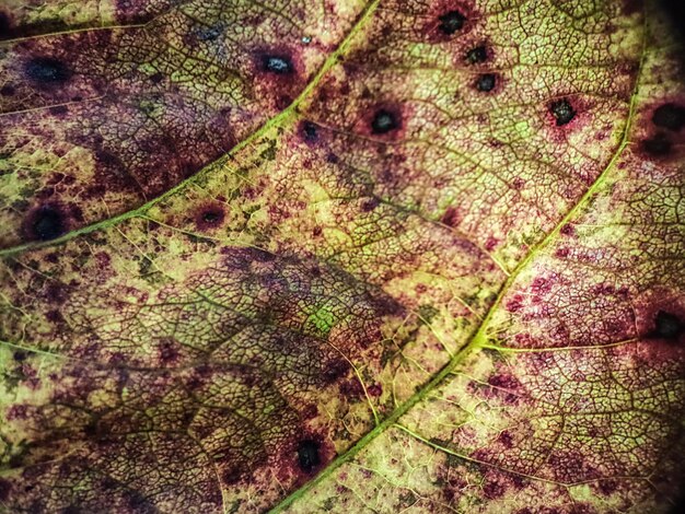 Foto insect vangt droge bladeren textuur achtergrond